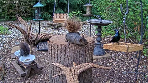 LIVE 24/7 Indiana Birds, Squirrels and Wildlife Feeder Cam