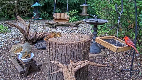 LIVE 24/7 Indiana Birds, Squirrels and Wildlife Feeder Cam