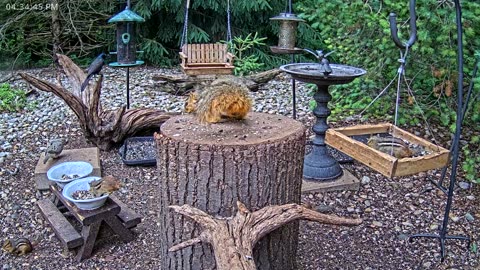 LIVE 24/7 Indiana Birds, Squirrels and Wildlife Feeder Cam
