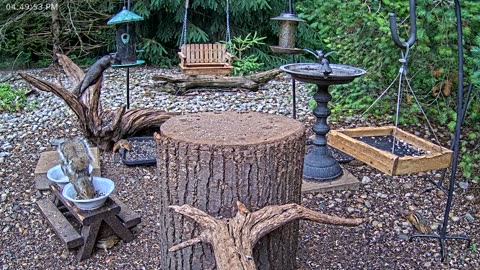 LIVE 24/7 Indiana Birds, Squirrels and Wildlife Feeder Cam