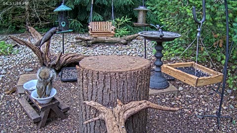 LIVE 24/7 Indiana Birds, Squirrels and Wildlife Feeder Cam
