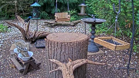 LIVE 24/7 Indiana Birds, Squirrels and Wildlife Feeder Cam