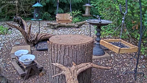 LIVE 24/7 Indiana Birds, Squirrels and Wildlife Feeder Cam