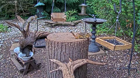 LIVE 24/7 Indiana Birds, Squirrels and Wildlife Feeder Cam