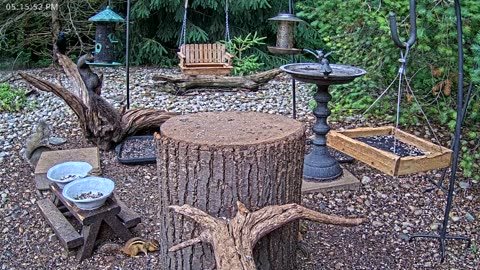 LIVE 24/7 Indiana Birds, Squirrels and Wildlife Feeder Cam