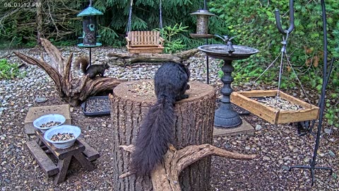 LIVE 24/7 Indiana Birds, Squirrels and Wildlife Feeder Cam