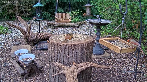 LIVE 24/7 Indiana Birds, Squirrels and Wildlife Feeder Cam