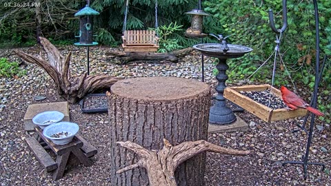 LIVE 24/7 Indiana Birds, Squirrels and Wildlife Feeder Cam