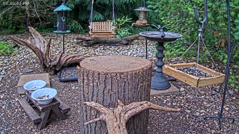 LIVE 24/7 Indiana Birds, Squirrels and Wildlife Feeder Cam