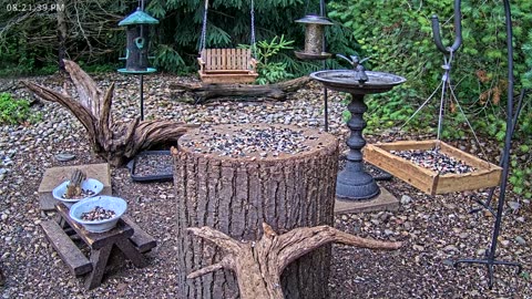 LIVE 24/7 Indiana Birds, Squirrels and Wildlife Feeder Cam