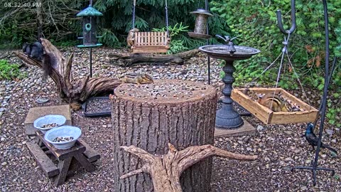 LIVE 24/7 Indiana Birds, Squirrels and Wildlife Feeder Cam