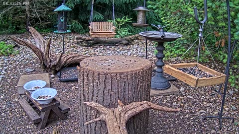 LIVE 24/7 Indiana Birds, Squirrels and Wildlife Feeder Cam