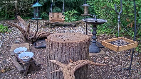 LIVE 24/7 Indiana Birds, Squirrels and Wildlife Feeder Cam