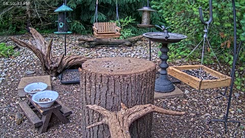LIVE 24/7 Indiana Birds, Squirrels and Wildlife Feeder Cam