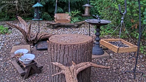 LIVE 24/7 Indiana Birds, Squirrels and Wildlife Feeder Cam