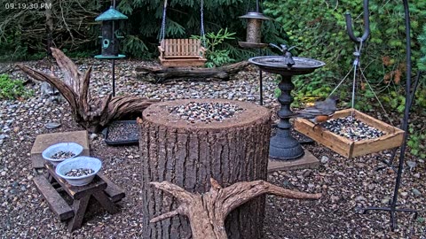 LIVE 24/7 Indiana Birds, Squirrels and Wildlife Feeder Cam