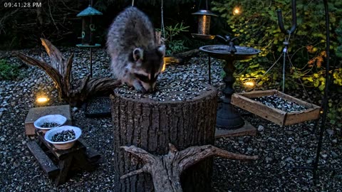 LIVE 24/7 Indiana Birds, Squirrels and Wildlife Feeder Cam