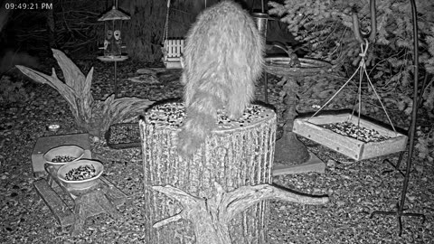 LIVE 24/7 Indiana Birds, Squirrels and Wildlife Feeder Cam