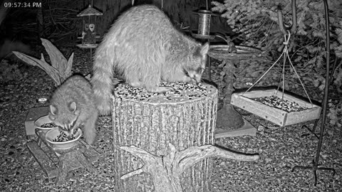LIVE 24/7 Indiana Birds, Squirrels and Wildlife Feeder Cam