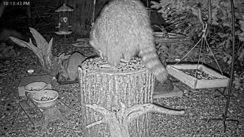 LIVE 24/7 Indiana Birds, Squirrels and Wildlife Feeder Cam
