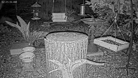 LIVE 24/7 Indiana Birds, Squirrels and Wildlife Feeder Cam