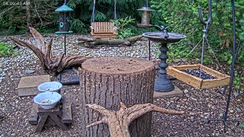 LIVE 24/7 Indiana Birds, Squirrels and Wildlife Feeder Cam