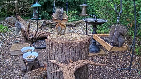 LIVE 24/7 Indiana Birds, Squirrels and Wildlife Feeder Cam