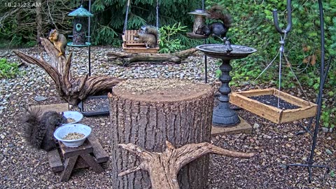 LIVE 24/7 Indiana Birds, Squirrels and Wildlife Feeder Cam