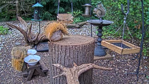 LIVE 24/7 Indiana Birds, Squirrels and Wildlife Feeder Cam