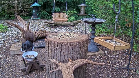 LIVE 24/7 Indiana Birds, Squirrels and Wildlife Feeder Cam