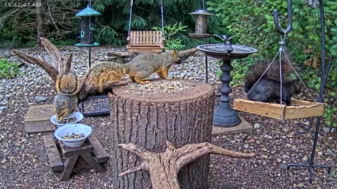 LIVE 24/7 Indiana Birds, Squirrels and Wildlife Feeder Cam