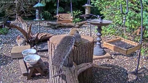 LIVE 24/7 Indiana Birds, Squirrels and Wildlife Feeder Cam