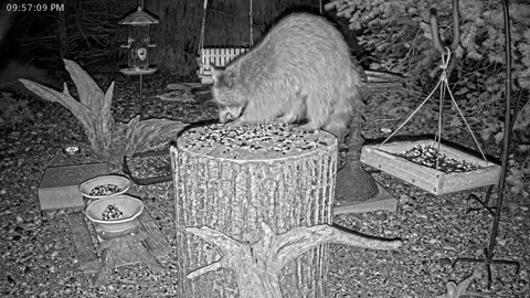 LIVE 24/7 Indiana Birds, Squirrels and Wildlife Feeder Cam