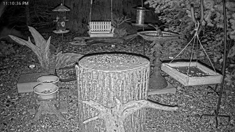 LIVE 24/7 Indiana Birds, Squirrels and Wildlife Feeder Cam