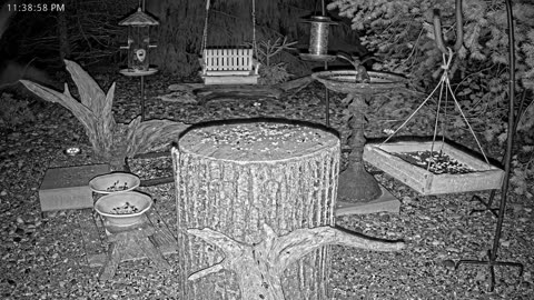 LIVE 24/7 Indiana Birds, Squirrels and Wildlife Feeder Cam