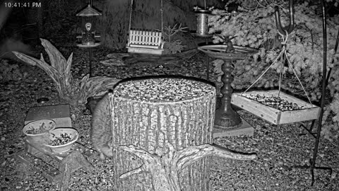 LIVE 24/7 Indiana Birds, Squirrels and Wildlife Feeder Cam