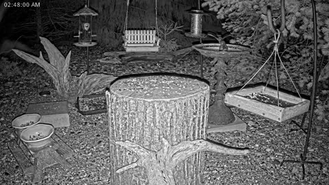 LIVE 24/7 Indiana Birds, Squirrels and Wildlife Feeder Cam