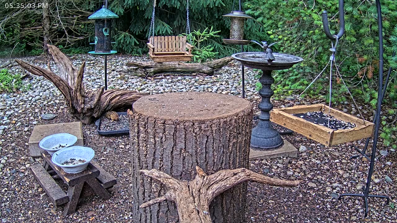 LIVE 24/7 Indiana Birds, Squirrels and Wildlife Feeder Cam