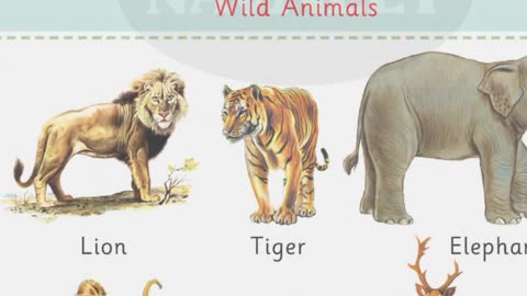 Learn the name of domestic animals