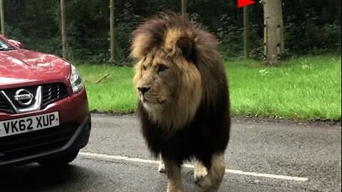When Big Cats Take Charge 🐆💪 | Wild Animal Moments You Won’t Believe