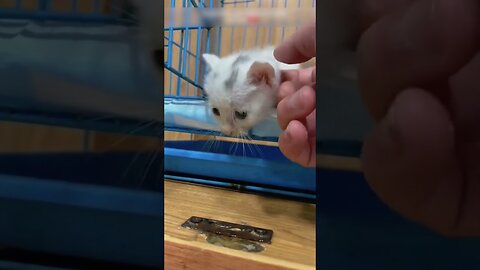 The girl picked up a kitten on the street and became his mom