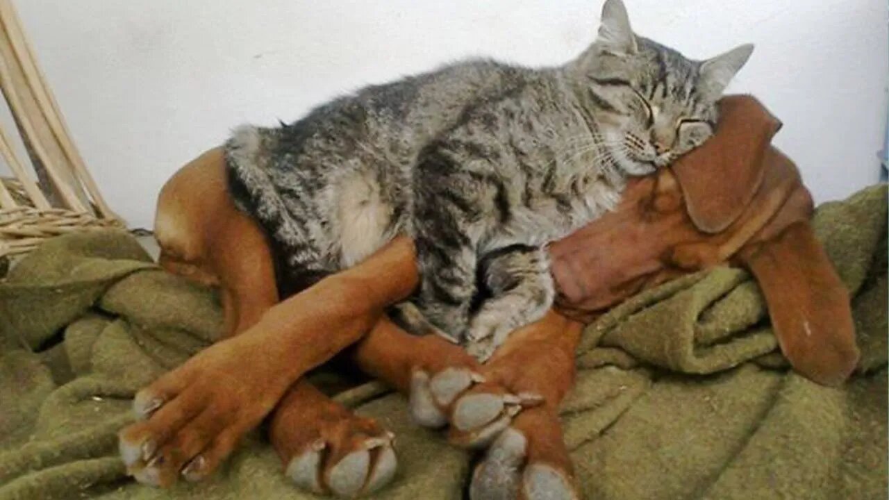 When your cat meets dogs and instantly falls in love 😻