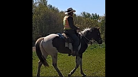 Oakley - sixth ride - fifth under saddle 9 May 2025