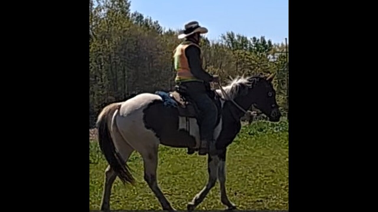 Oakley - sixth ride - fifth under saddle 9 May 2025