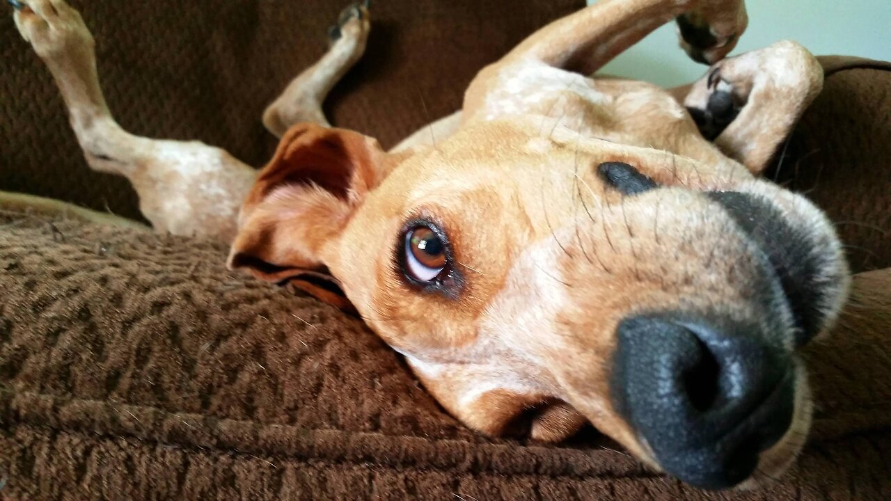 ~Always Pick Up Your Dog Poop~