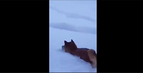 Hilarious Animal Moments: Dog Dives in Snow & Cat Hates Smelly Feet!