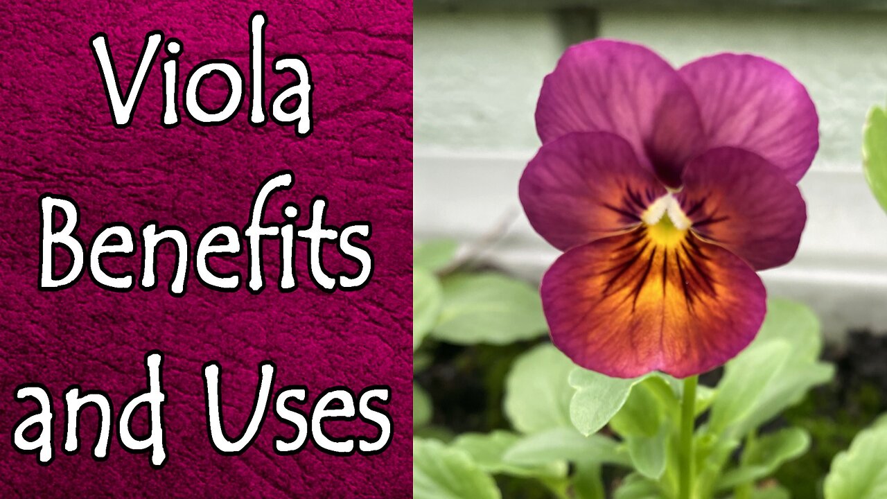 Benefits and Uses of Violas (Pansies, Violets, et cetera)