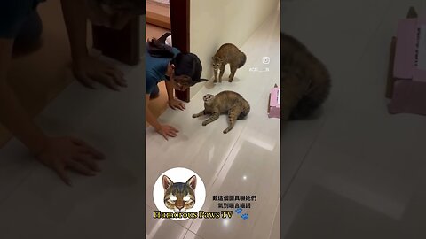 Little Package, Big Laughs: Short Animal Comedy