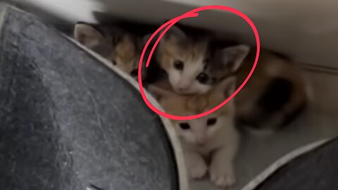When you're living with an extrovert cat 😺 funny Animals 😅