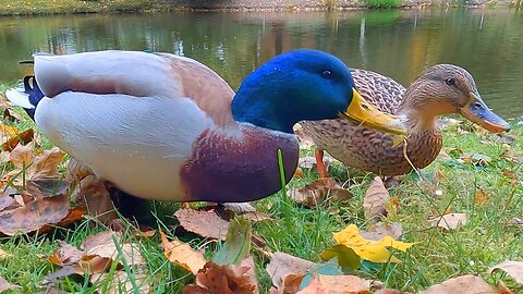 BLUE Mallard Duck Drake and His Girlfriend Eating Oats